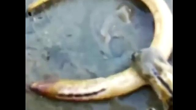 Чужой. В Омске мужик поймал рыбу мутанта на удочку. Реальные кадры