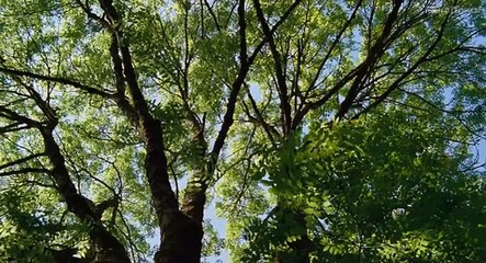 Сфера колдовства. Русский трейлер '2012'. HD