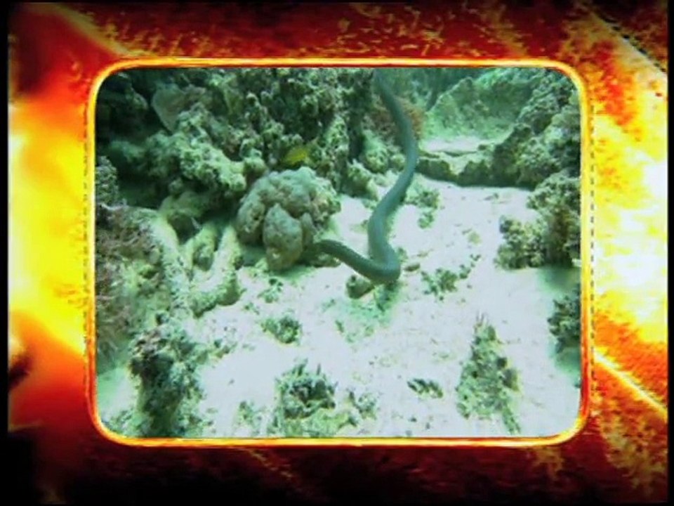 Kaybolan Vahşi Yaşam - Yılanlar