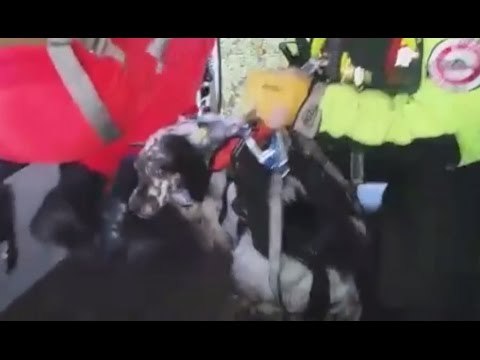 Patrica (FR) - Cane finisce in un dirupo, salvato dai Vigili del Fuoco (05.03.16)