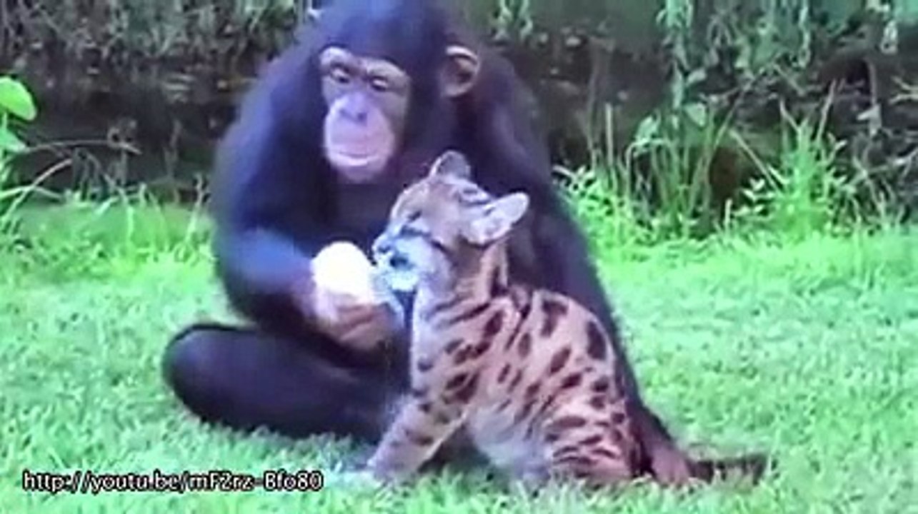 Hayvanların Garip Arkadaşlıkları Baykuş Kedi Bukalemun Kedi Video