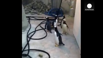 Penguin escape plot foiled by zoo staff