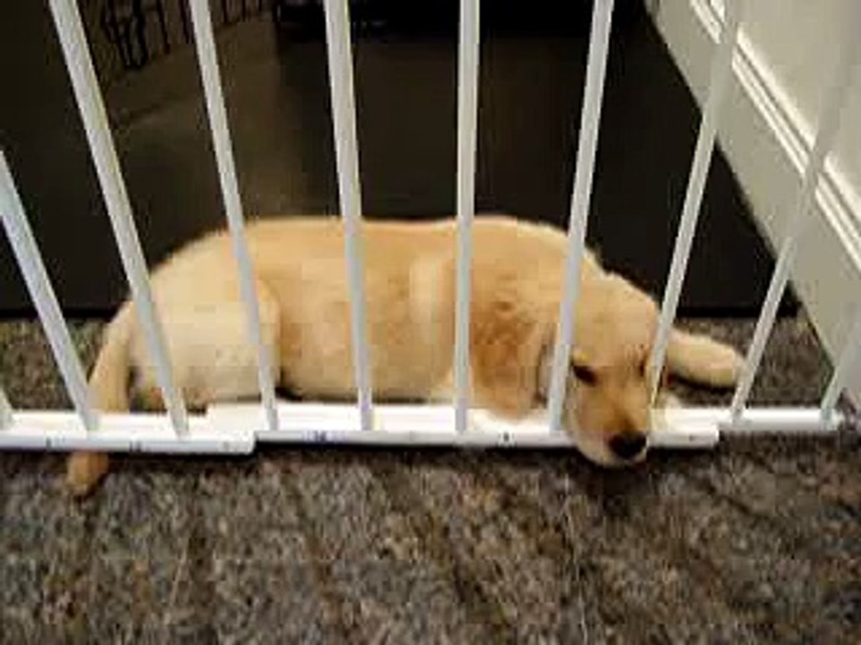 Golden Retriever Puppy with Hiccups