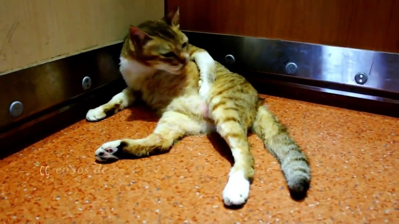 Кот прихорашивается в лифте