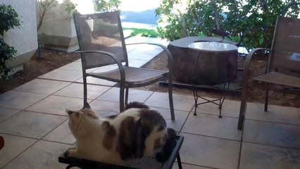 Ухаживание, кошка и птица