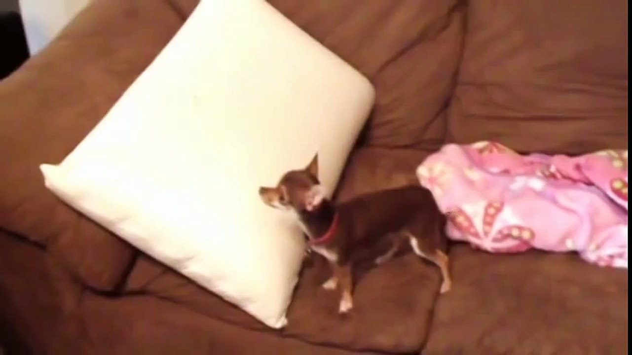 Kitten Loves Puppy  The Beginning