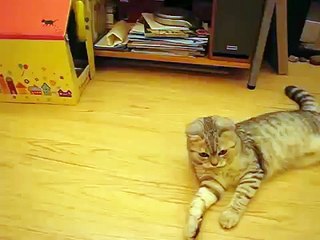 Котик играет с пушистым мячиком