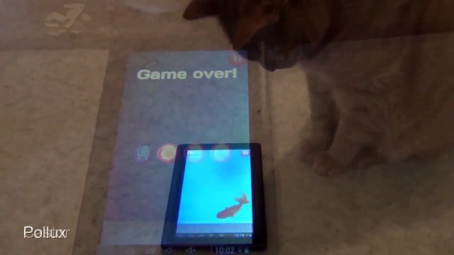 Рыжий кот пытается поймать рыбку в планшете