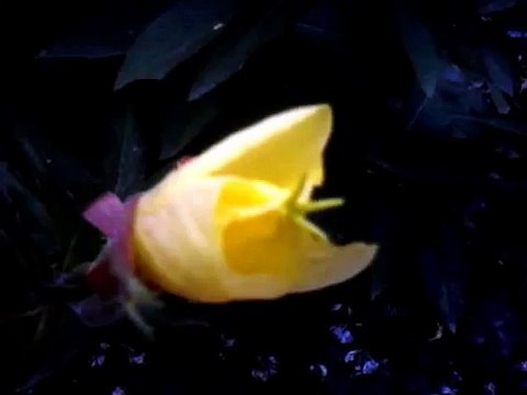 Цветок распускается за 27 секунд!!