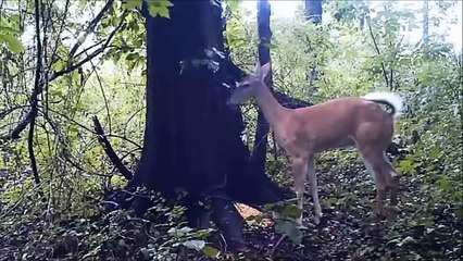 NEW! TOP 10 funniest animal farts 2015!