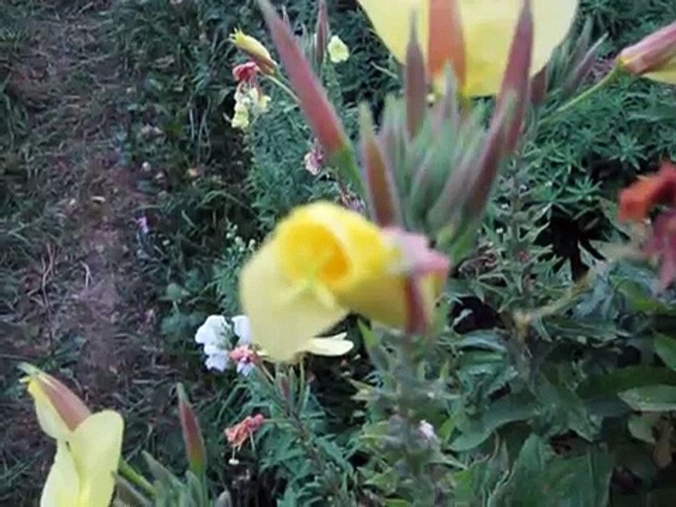 Энотера распускается 2010 (1)