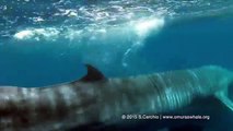 Scientist Captures Rare Video of Omuras Whales