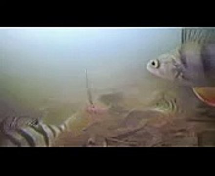 Как клюет стая окуней зимой на блесну Подводная съемка