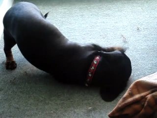 This is what happens when you move the furniture Poppy mini dachshund rolls around