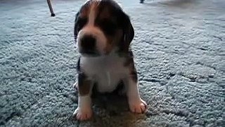 Tough Beagle Puppy