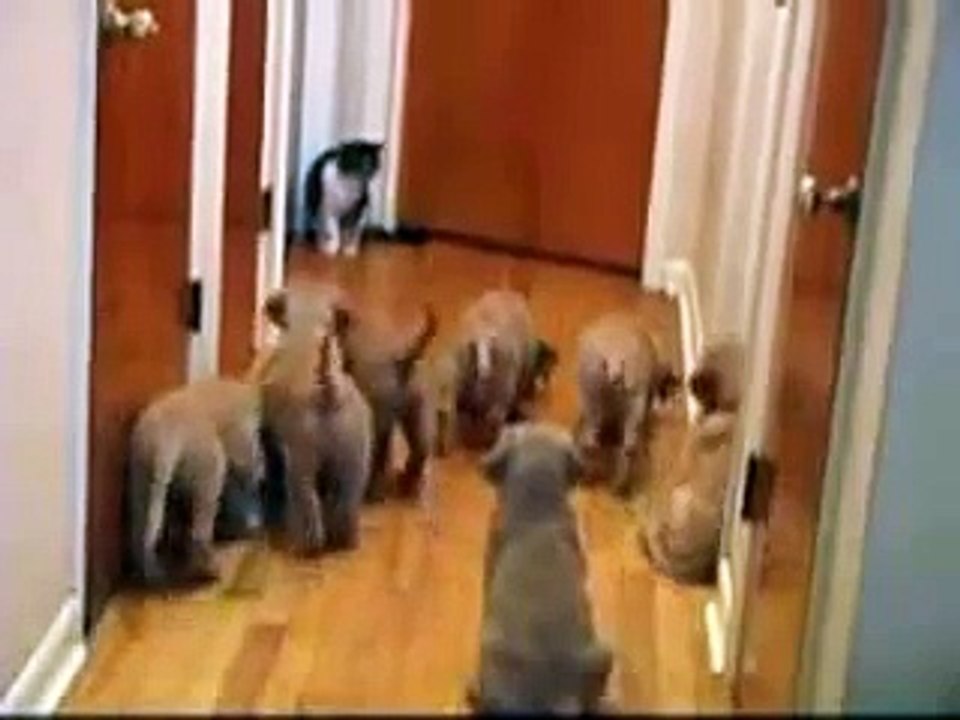 Puppy vs. Cat
