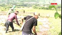 Quảng Ngãi- Gần 7.000 hecta đất nông nghiệp đối mặt với hạn hán