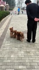 CUTE LITTLE PUPPIES !!