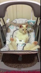 Goose the Cat in baby swing
