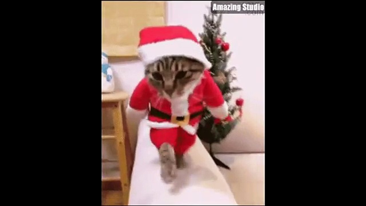 Funny Animal Is Funny (Part 1) (Funny Videos 720p)