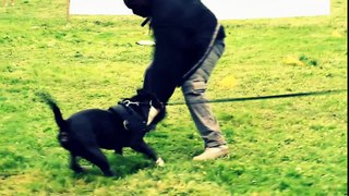 swatt dogs training day 2011