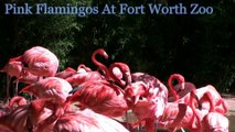 Pink Flamingos At Zoo In Texas