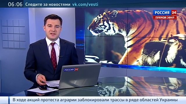 Тимур и Амур вышли в онлайн