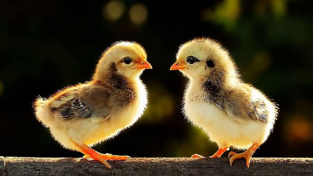 Đàn gà trong sân - nhạc thiếu nhi sôi động