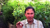 Easy to Install Irrigation System for Raised Bed Gardens that Beats Drip Irrigation