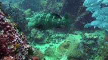 Diving Thailand 06 October 2015 Sail Rock Underwater video
