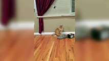 Cats Tail Stuck on Toy Helicopter