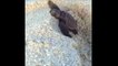 Un bébé tortue essaie de s'extirper du sable. Trop mignon