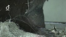 Naissance d'un  Orang-outan filmée pour la première fois