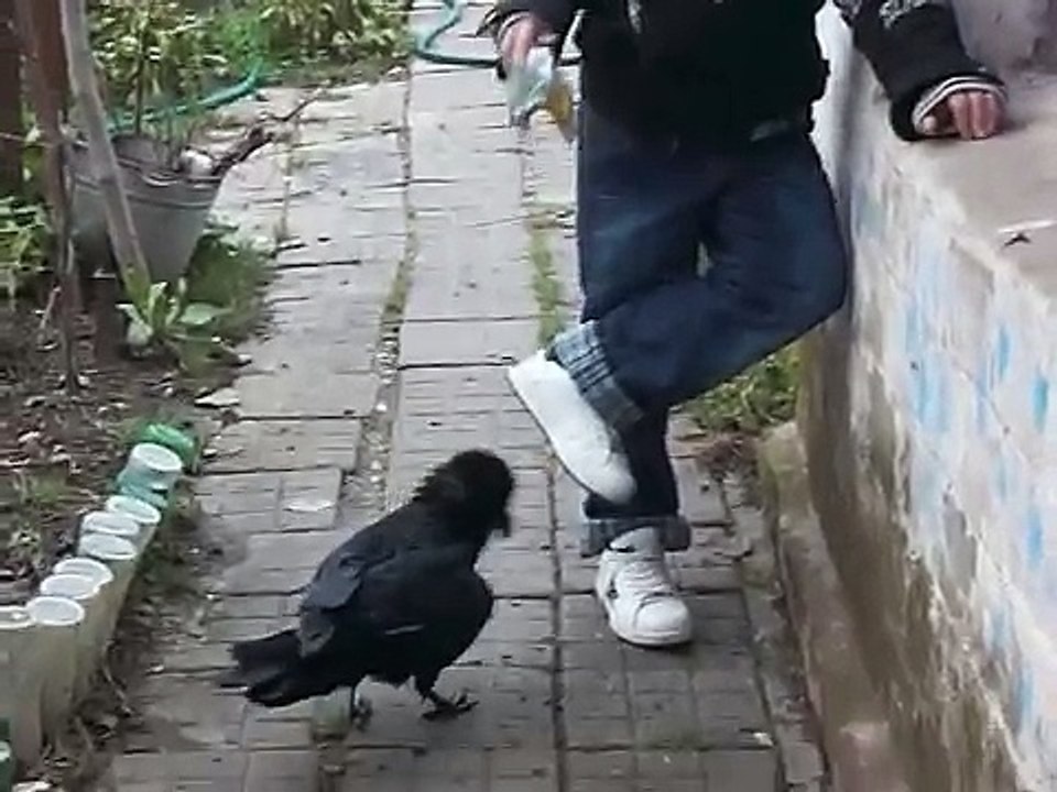 ГОВОРЯЩИЙ ДИКИЙ ВОРОН ВЫДАЛ ФРАЗУ! - 1457040762547