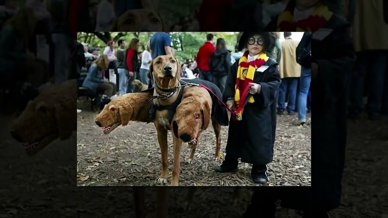 Top Funny Videos 2016 | Right time pics | Try not to laugh or grin challenge | Funny Video