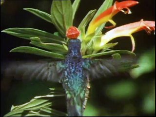 Kaybolan Vahşi Yaşam - Timsahlar