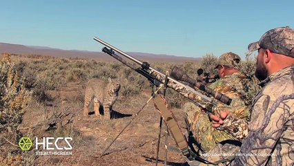 Un lynx face à des chasseurs dans le désert américain