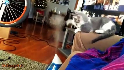 Cats vs. Humidifiers Compilation