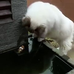 Balığın hayatını kurtaran kedi