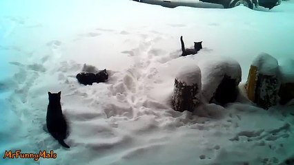 Cats Playing in Snow Compilation