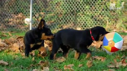 Wrestlin' Rottweiler Pups  Too Cute