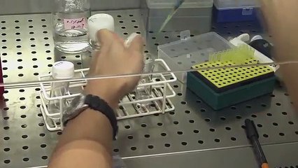 Stem cells  "the future" an introduction to iPS cells