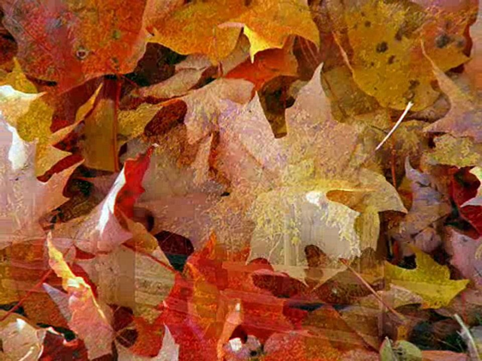 BU ŞARKI // ÖMER FARUK DEMİRAL