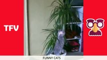 THE FUNNIEST CAT VIDEOS ON THE INTERNET 2016  1