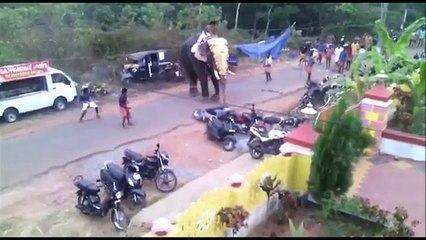 Elephant Attack At Kerala (Comic FULL HD 720P)