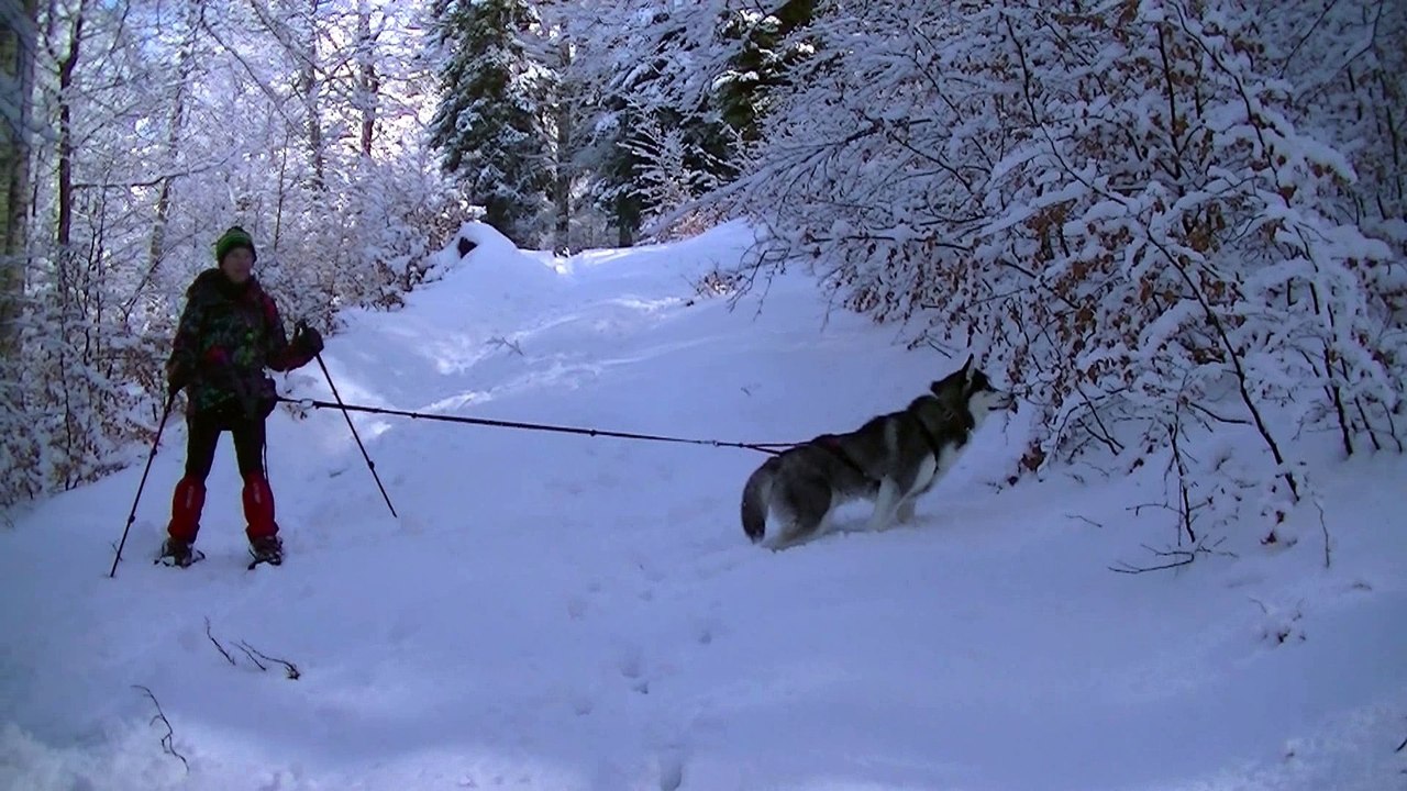 hamarok et nanouk le 5_03_2016