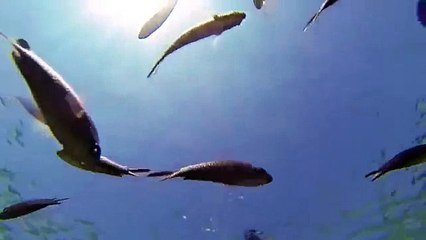 Подводный мир Кипра! Красота!