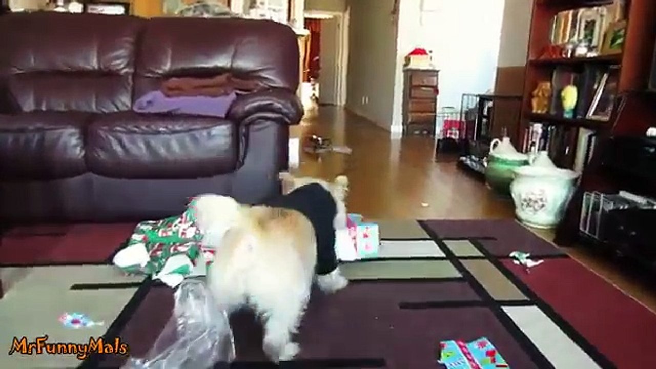 Puppies Opening Christmas Presents Compilation