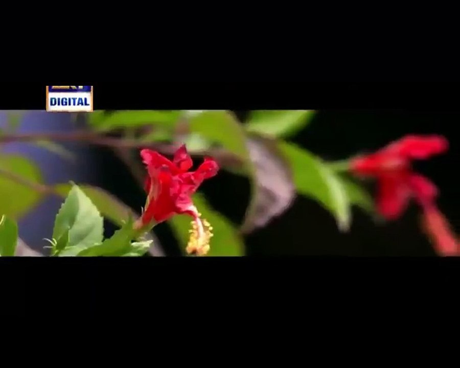 Mein Adhuri Episode 17 on Ary Digital P1