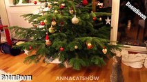 Funny Videos - We Wish You A Merry Christmas - Funny Cats and Dogs Videos Merry Christmas